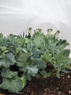 All-Purpose Garden Fabric 10 All-Purpose Garden Fabric -Outdoor Garden Care Shop 32646 7940 tif