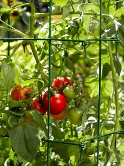 Tomato Cages, Set Of 4 10 Tomato Cages, Set Of 4 -Outdoor Garden Care Shop 34182 588 tif