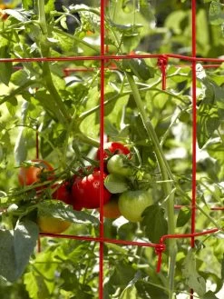 Tomato Cages, Set Of 4 9 Tomato Cages, Set Of 4 -Outdoor Garden Care Shop 34182 592