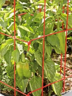 Pepper And Eggplant Cages, Set Of 3 -Outdoor Garden Care Shop 37464 567 tif