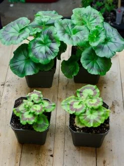 Organic Seed Starting Mix, 6 Quarts 7 Organic Seed Starting Mix, 6 Quarts -Outdoor Garden Care Shop 37808 002E tif