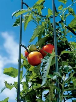 Tomato Ladders, Set Of 3 10 Tomato Ladders, Set Of 3 -Outdoor Garden Care Shop 38184 003E tif