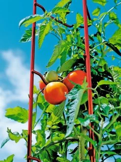 Tomato Ladders, Set Of 3 11 Tomato Ladders, Set Of 3 -Outdoor Garden Care Shop 38185 003E tif