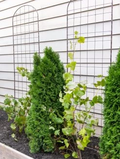 Jardin Flower Trellis 5 Jardin Flower Trellis -Outdoor Garden Care Shop 38689 6002 tif