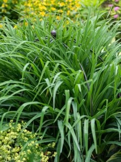 Jardin Bird Cage Support, 26" -Outdoor Garden Care Shop 39 521 0073 tif