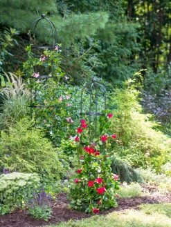 Essex Round Trellises -Outdoor Garden Care Shop 39545 2286 tif