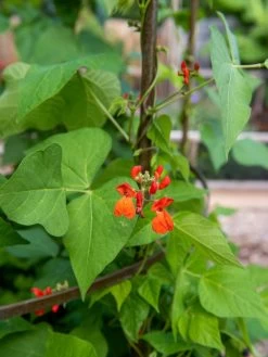 Jardin Tower 9 Jardin Tower -Outdoor Garden Care Shop 3 4 crop 8612997 0059