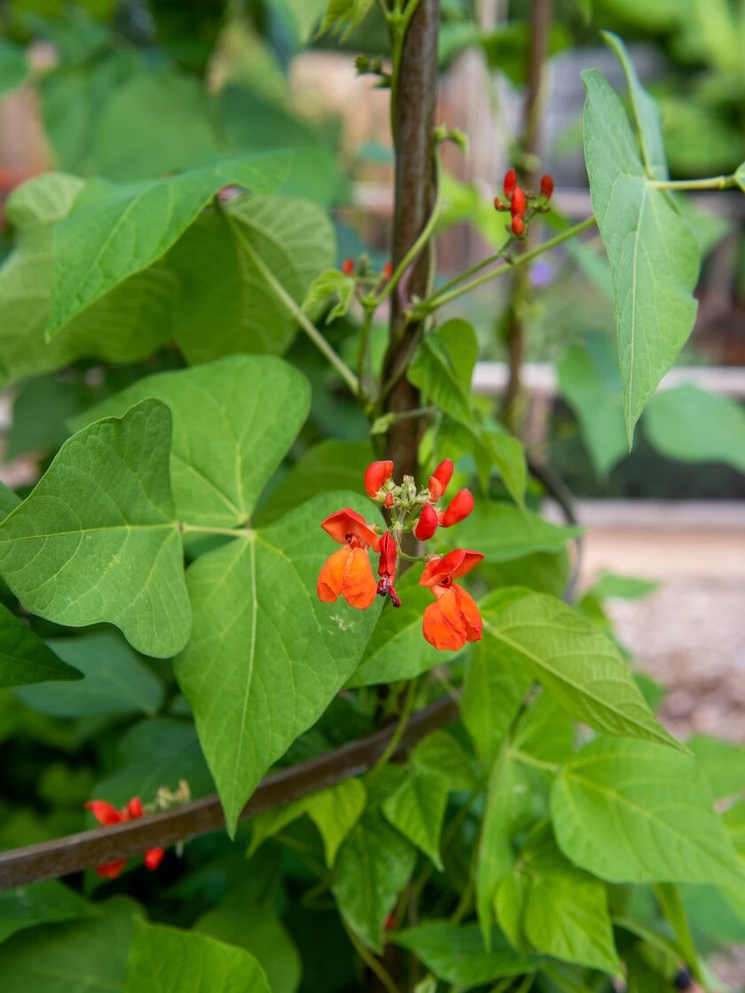 Jardin Tower 4 Jardin Tower - Image 4