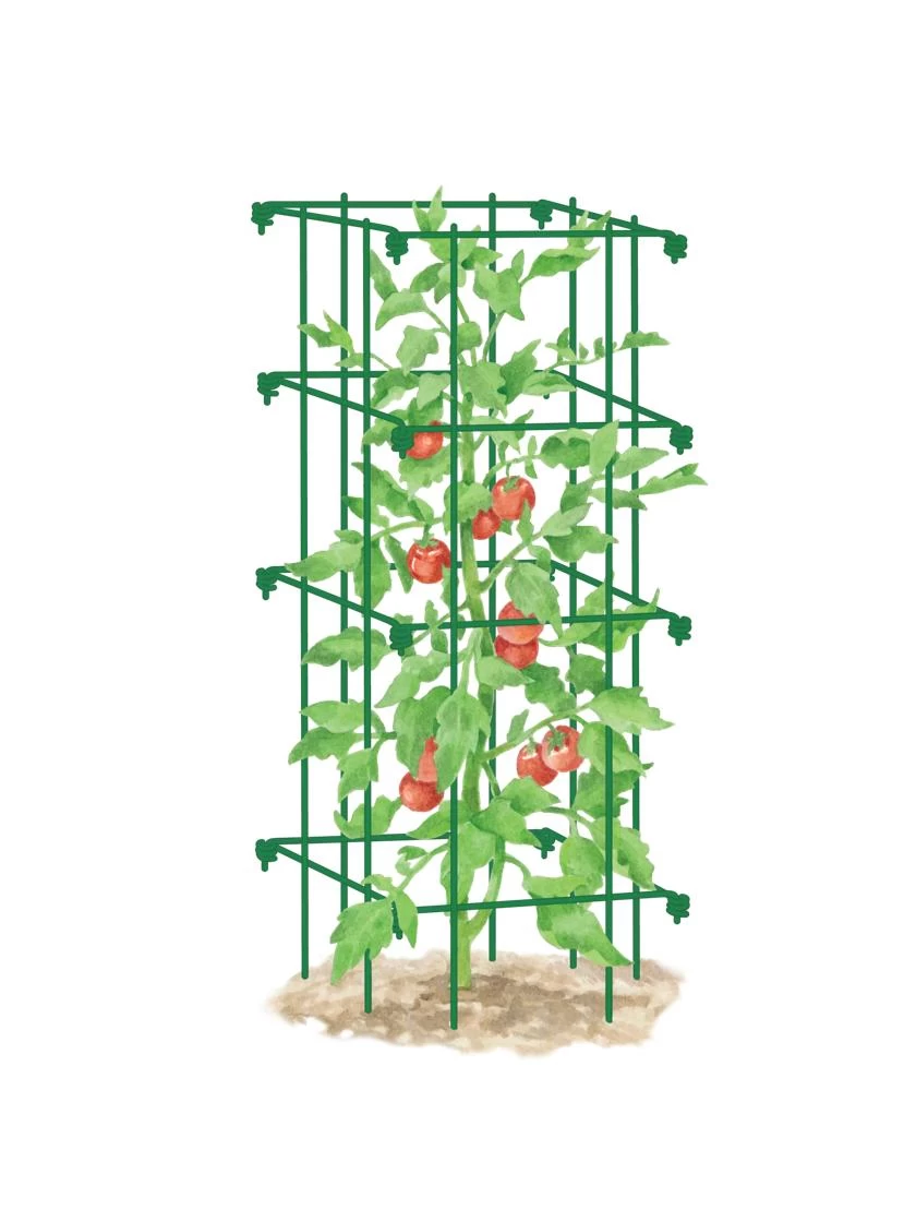 Tomato Cage, Single 4 Tomato Cage, Single - Image 4