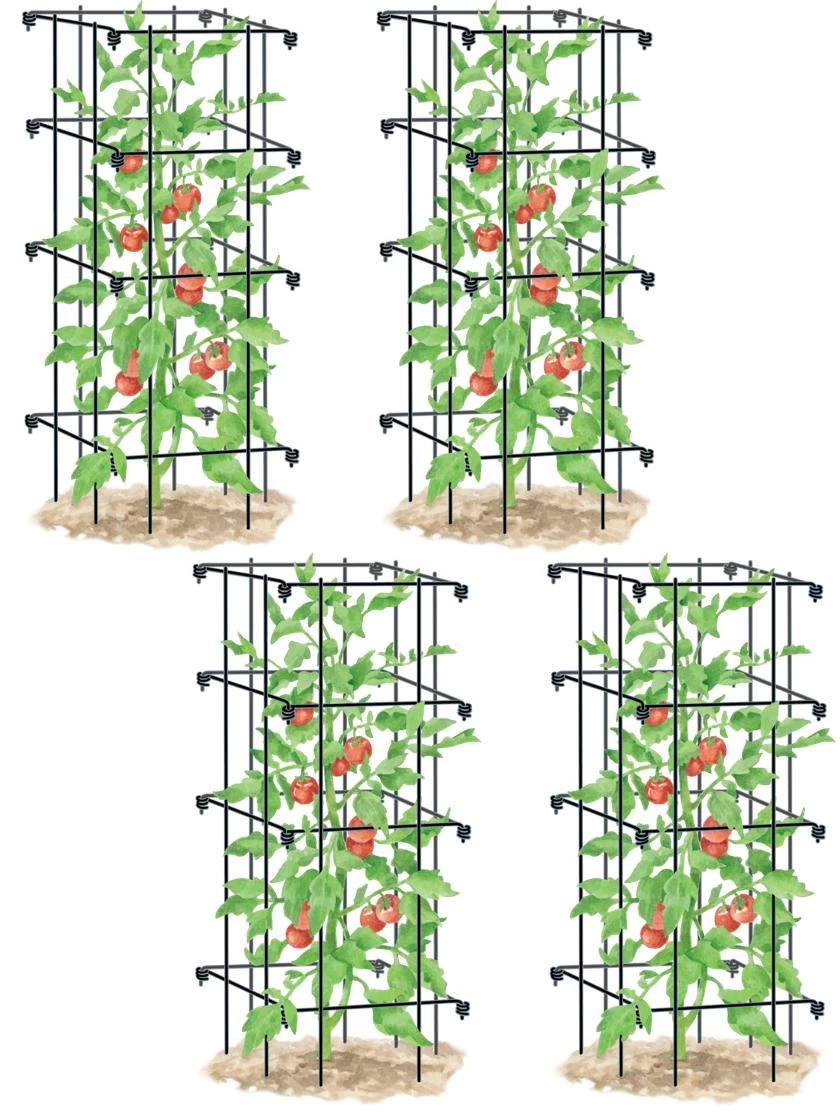 Tomato Cages, Set Of 4 2 Tomato Cages, Set Of 4 - Image 2
