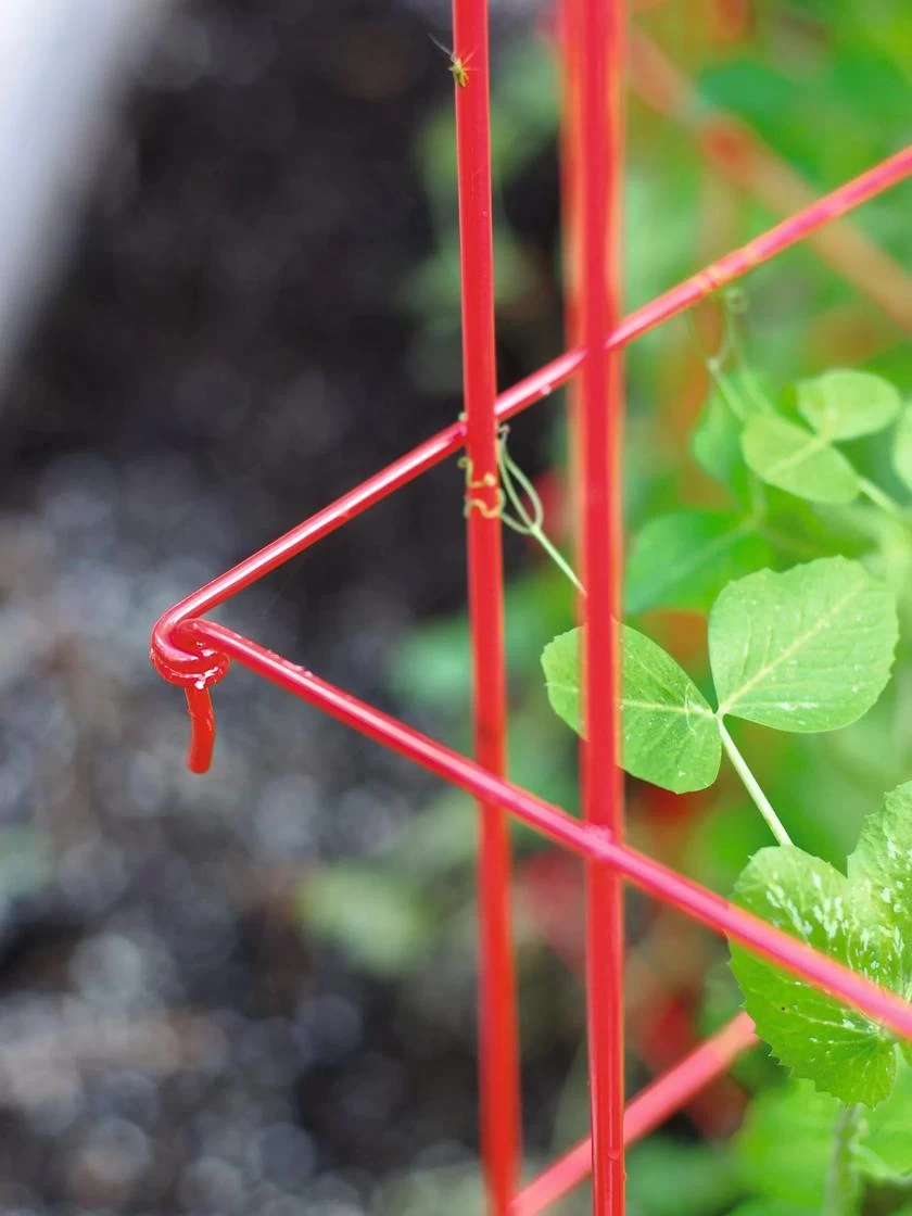 Tall Expandable Pea Trellis 3 Tall Expandable Pea Trellis - Image 3