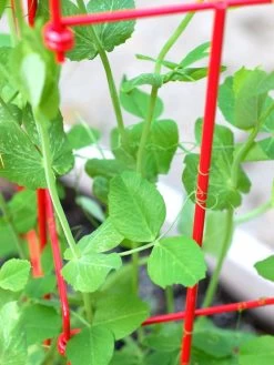 Tall Expandable Pea Trellis 9 Tall Expandable Pea Trellis -Outdoor Garden Care Shop 8587061 101 tif