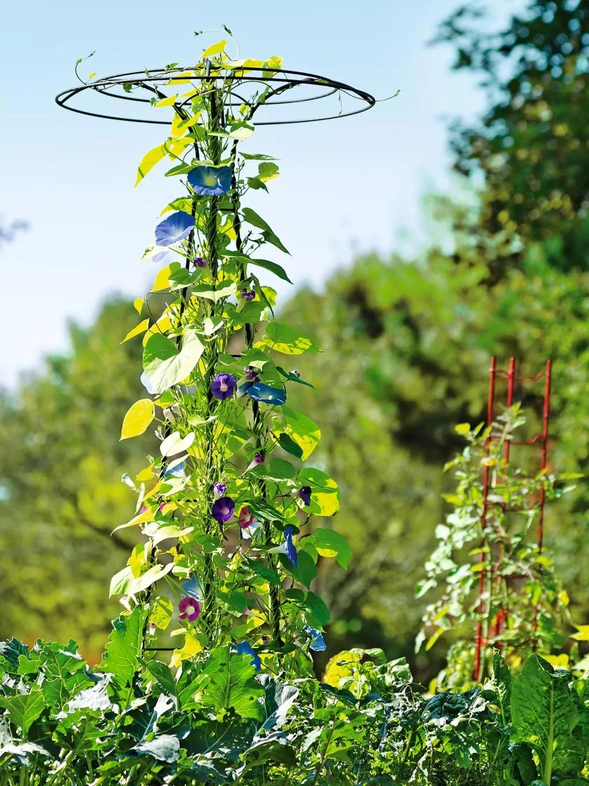 Essex Tuteur, 78" 6 Essex Tuteur, 78" - Image 6