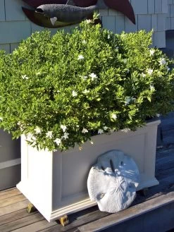 Fairfield Self-Watering Patio Planters, 20” X 36” 9 Fairfield Self-Watering Patio Planters, 20” X 36” -Outdoor Garden Care Shop 8588417 208V tif