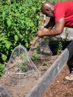 Chicken Wire Cloche With Extension 16 Chicken Wire Cloche With Extension -Outdoor Garden Care Shop 8590210 0442 tif