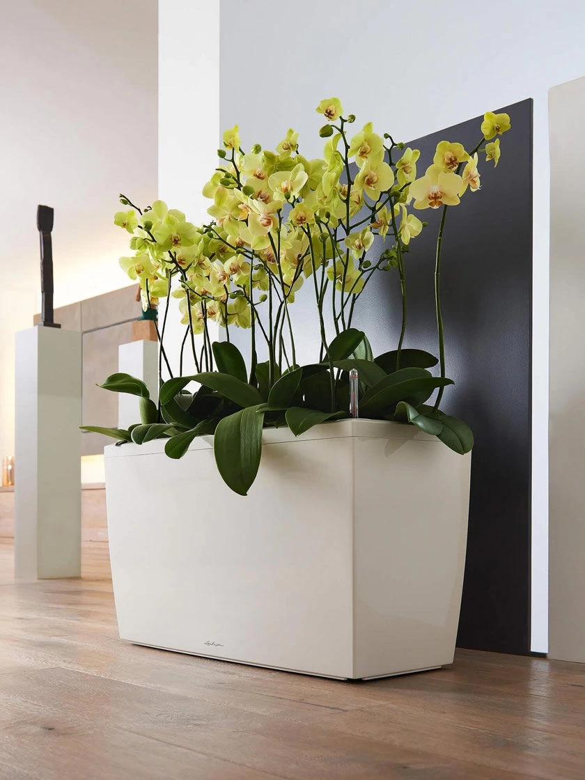 Lechuza® Cararo Rectangular Indoor Planter With Casters 1 Lechuza® Cararo Rectangular Indoor Planter With Casters