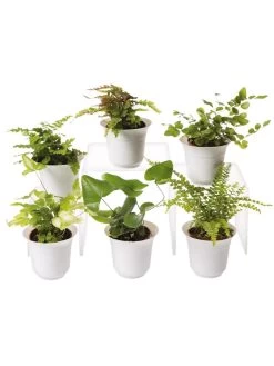 Fern Terrarium Plant Collection, Set Of 6