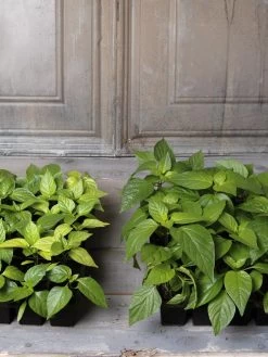 Organic Seed Starting Mix, 6 Quarts 8 Organic Seed Starting Mix, 6 Quarts -Outdoor Garden Care Shop 8592212 002E tif