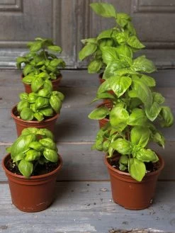 Organic Self-Watering Potting Mix, 20 Qts. 11 Organic Self-Watering Potting Mix, 20 Qts. -Outdoor Garden Care Shop 8592212 3979 001E tif 2