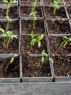 Seed Starting Mix, 9 Qts. -Outdoor Garden Care Shop 8592212 6177