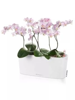 Lechuza® Delta Self-Watering Windowsill Planters -Outdoor Garden Care Shop 8592361 02V tif