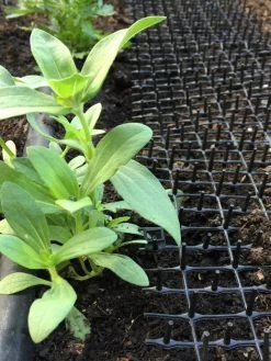 Cat Scat Mat -Outdoor Garden Care Shop 8592448 03CUST tif