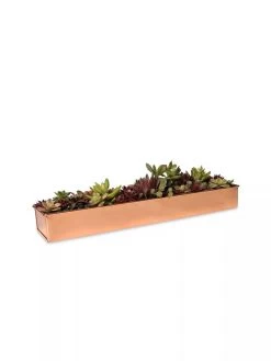 Rectangular Copper Plant Tray, 18"x4" 6 Rectangular Copper Plant Tray, 18"x4" -Outdoor Garden Care Shop 8593532 2892 tif