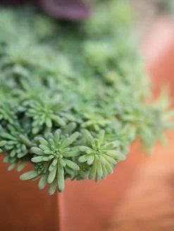 Tall Rectangular Copper Plant Tray, 18" X 5" X 4" -Outdoor Garden Care Shop 8593534 4601 tif