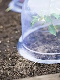 Medium Garden Cloches, Set Of 6 -Outdoor Garden Care Shop 8593985 9441 tif