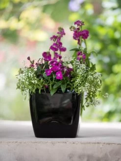 Viva Square Self-Watering Planter, 7" Diameter -Outdoor Garden Care Shop 8595223 1107 tif