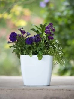 Viva Square Self-Watering Planter, 7" Diameter -Outdoor Garden Care Shop 8595223 1118 tif