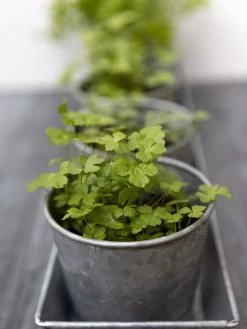 Galvanized Herb Planters With Rectangular Tray 6 Galvanized Herb Planters With Rectangular Tray -Outdoor Garden Care Shop 8595903 advice 1777 tif