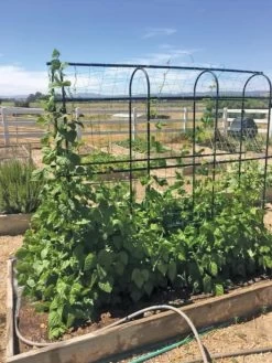 Titan Pea Tunnel -Outdoor Garden Care Shop 8596275 01CUST tif