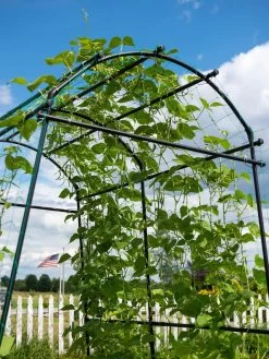 Titan Squash Tunnel 17 Titan Squash Tunnel -Outdoor Garden Care Shop 8596276 0122 tif