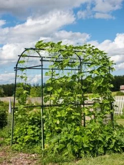 Titan Squash Tunnel 13 Titan Squash Tunnel -Outdoor Garden Care Shop 8596276 0133 tif