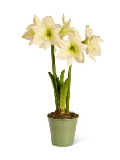 Star Potted Amaryllis -Outdoor Garden Care Shop 8597478 2022 lemonstar silo lemon star potted amaryllis