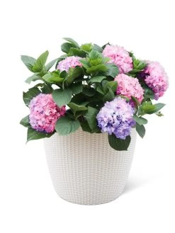 Weave Self-Watering Round Planter, 17" White -Outdoor Garden Care Shop 8598372 3002 tif