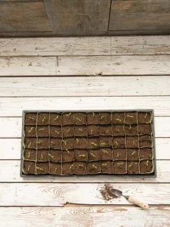 Paper Pots, 50 Cell -Outdoor Garden Care Shop 8599830 18489 tif