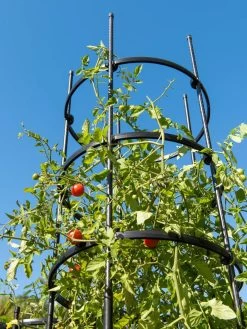 Titan Tall Tomato Cages, Set Of 3 -Outdoor Garden Care Shop 8599860 0066 tif