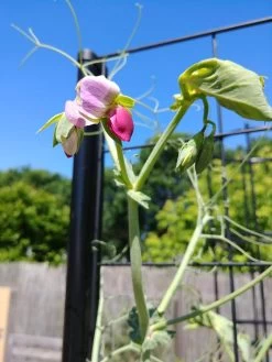 Gardener’s Victory Self-Watering Planter With Vine Trellis -Outdoor Garden Care Shop 8600177 6588 tif