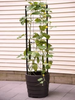 Gardener’s Victory Self-Watering Planter With Vine Trellis -Outdoor Garden Care Shop 8600177 9876 tif
