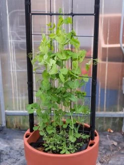 Gardener’s Victory Self-Watering Planter With Vine Trellis -Outdoor Garden Care Shop 8600178 5000 tif