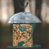 Birds Choice Hanging Seed Cylinder Bird Feeder