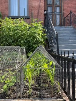 Chicken Wire Crop Coop -Outdoor Garden Care Shop 8609080 02CUST tif