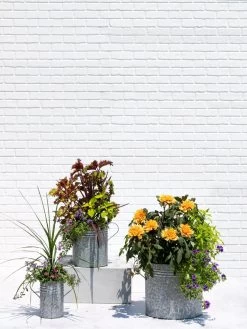 Metal Bucket Planters -Outdoor Garden Care Shop 8609085 0852 tif