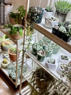 Oslo 2-Tier LED Grow Light Garden, 2 Fixtures -Outdoor Garden Care Shop 8609221 02IN tif