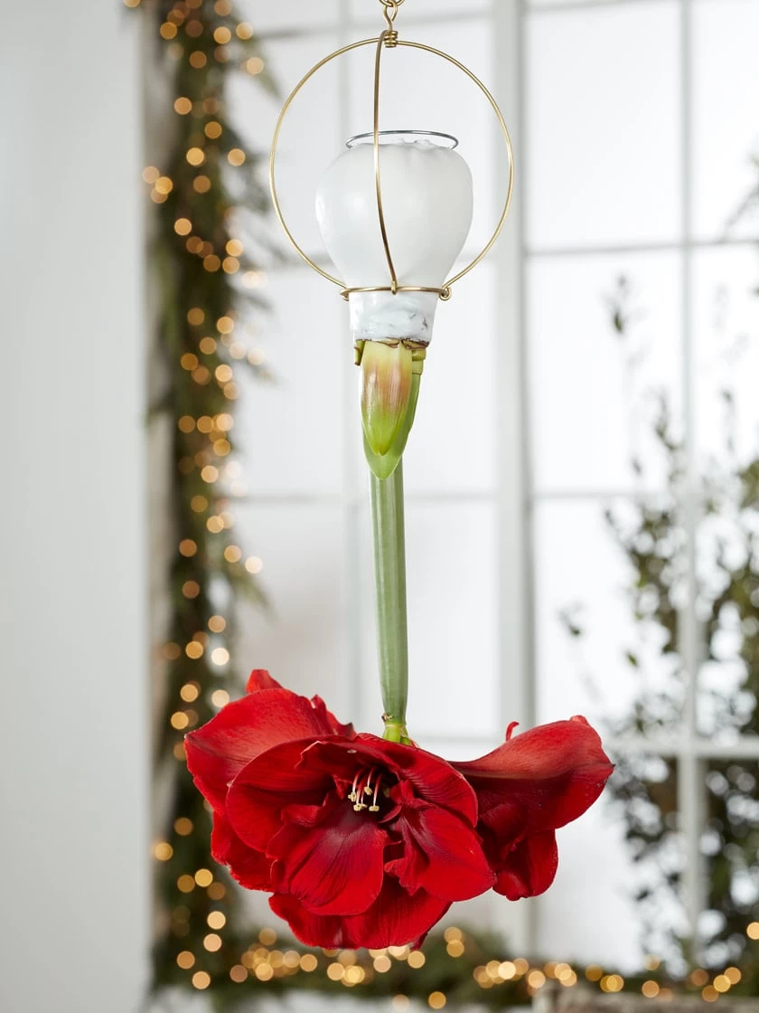 Waxed Amaryllis Brass Hangers, Set Of 3 3 Waxed Amaryllis Brass Hangers, Set Of 3 - Image 3