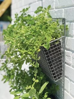 Wire Wall Pockets Vertical Gardens 8 Wire Wall Pockets Vertical Gardens -Outdoor Garden Care Shop 8609429 9500 tif