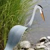 Florida Dancing Birds®, Great Blue Heron