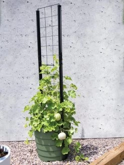 Gardener’s Victory Self-Watering Planter With Vine Trellis -Outdoor Garden Care Shop 8610238 15487 tif